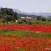 Joan Montes Photo 22