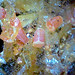 Crystal Frantz Photo 23