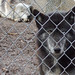 Vicky Wolf Photo 27