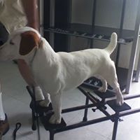 Russell Jack Photo 8