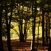 Autumn Wood Photo 45