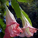 Angel Flowers Photo 39