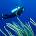 Eugene Diver Photo 17