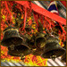 Joy Bell Photo 48