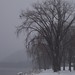 Carol Wing Photo 31