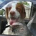 Brittany Driver Photo 38
