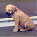Tyson Cross Photo 17