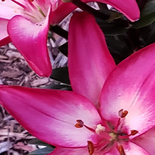 Renee Becker Photo 12