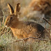 Dawn Hare Photo 24