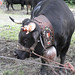 Joseph Deschamps Photo 22