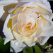 Rose Conyers Photo 17