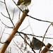 Robin Hedges Photo 28