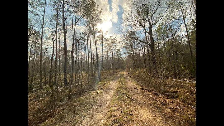 Marion Forest Photo 4