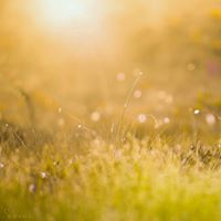 Sara Osman Photo 2