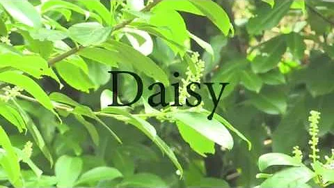 Daisy Sparks Photo 17