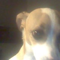 Harry Gregory Photo 1