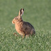 Andrew Hare Photo 32