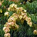 Karen Greenleaf Photo 22