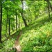 Forest Ramsey Photo 16