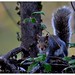 Ron Goins Photo 32