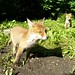 Clyde Fox Photo 22