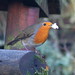 Robin Sutherland Photo 44