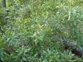 Myrtle Bush Photo 9
