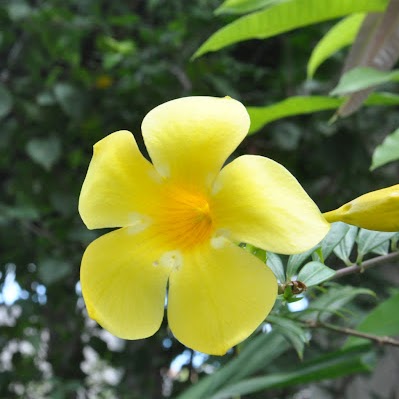 Cynthia Jacinto Photo 7