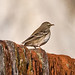Margaret Bird Photo 35