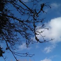 Christine Hoagland Photo 1