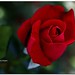 Carlos Ho Photo 26