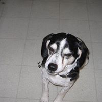 James Dexter Photo 5