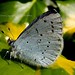 Holly Blue Photo 37