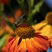 Edward Bee Photo 23