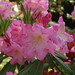 Daisy May Photo 39