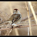 Richard Sparrow Photo 36