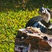 Jay Land Photo 33