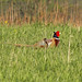 Susan Ramey Photo 32