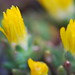 Eileen Plant Photo 15