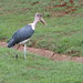 Karen Stork Photo 27