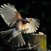 Jay Land Photo 27