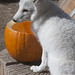 Effie Fox Photo 21