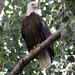 Edward Eagle Photo 27