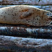 Everett Seals Photo 11