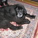 Rosie Foreman Photo 20