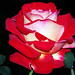 Rose O'Donnell Photo 15