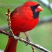 Craig Cardinal Photo 24