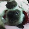 A Na Photo 16