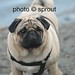 Russell Nielson Photo 15