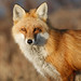 Jon Fox Photo 44
